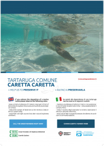 tartaruga marina caretta caretta sardegna